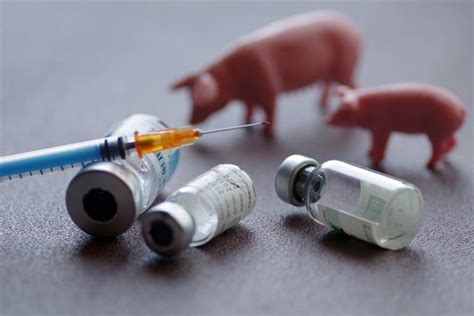 are they developing vaccine for african swine fever china